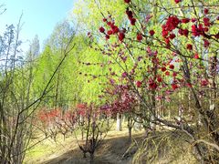 -大兴滨河森林公园