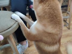 -柴犬高等学院·狗咖·柴犬售卖·宠物训练