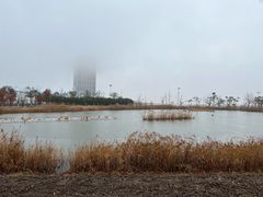 -鹦鹉洲湿地公园