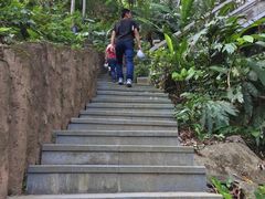 -银湖山郊野公园-相思林