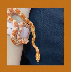 -Moni星球萌宠·小马宝莉·灵蛇·高端高阶全萌宠互动体验俱乐部(红豆国际广场店)