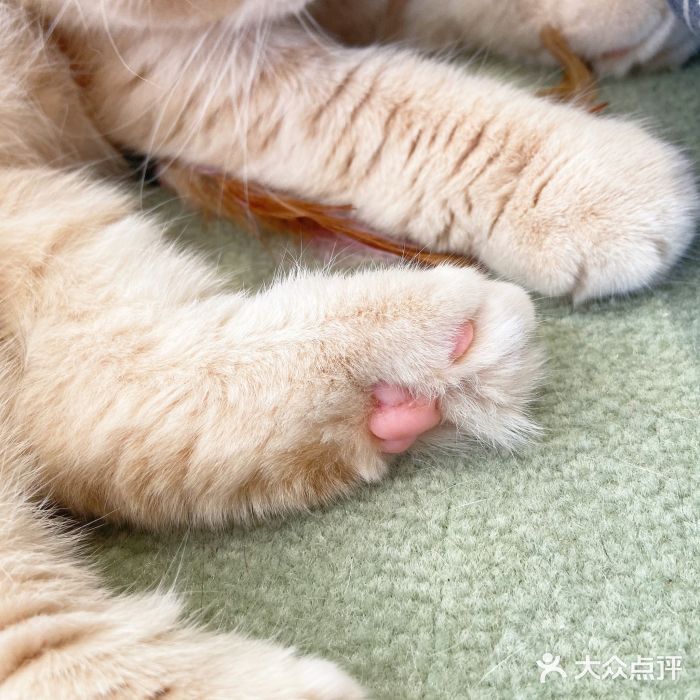 CAT’S MEWSTAR CAFE·喵星球猫屋(晴湾咖啡店)图片