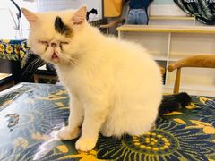 -平行世界·猫咖(首经贸店)