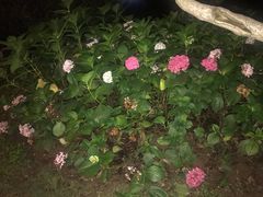 -武汉两江游览·夜游长江(汉口粤汉码头)