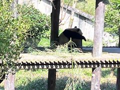 -中国大熊猫保护研究中心雅安碧峰峡基地