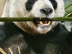 -栾川竹海野生动物园