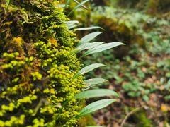 -山王坪喀斯特国家生态公园