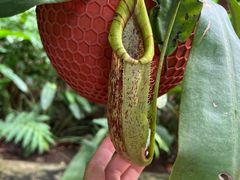 -中国科学院西双版纳热带植物园