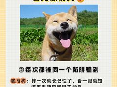-翊宠yipet猫狗购宠庄园