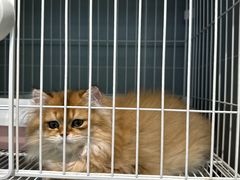 -翊宠yipet猫狗购宠庄园犬舍•猫舍
