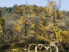 -千年银杏谷文化旅游区