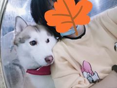 -Husky Go! 哈士奇体验馆·宠物咖啡厅狗咖