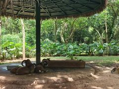 -海南热带野生动植物园