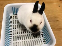 -藦茜花园宠物主题亲子互动体验馆(国顺东路店)