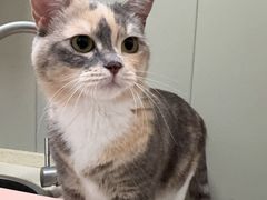 -伟伟宠物医院·瑞派猫友好医院·猫科(光谷店)
