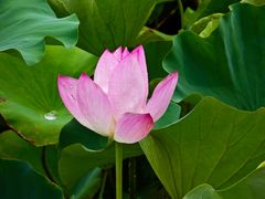 -荷塘月色湿地公园·向阳花洲