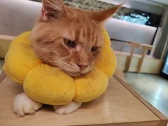 -more than meow吴止猫主题餐厅(承德 中船汇店)