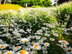 -汉长安城未央宫国家考古遗址公园