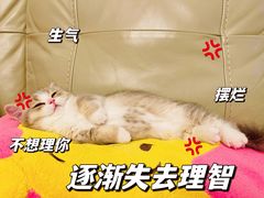 -momokira米努特·德文卷毛猫·棉花面纱犬