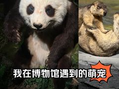 -四川大学博物馆