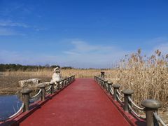 -春花秋色城市公园