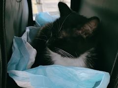 -伟伟宠物医院·CT影像中心·瑞派犬猫综合性门诊(汉口总院)