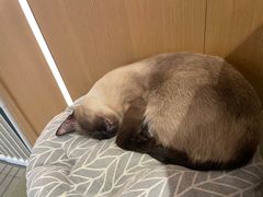 -CAT’S MEWSTAR CAFE·喵星球猫屋(晴湾咖啡店)