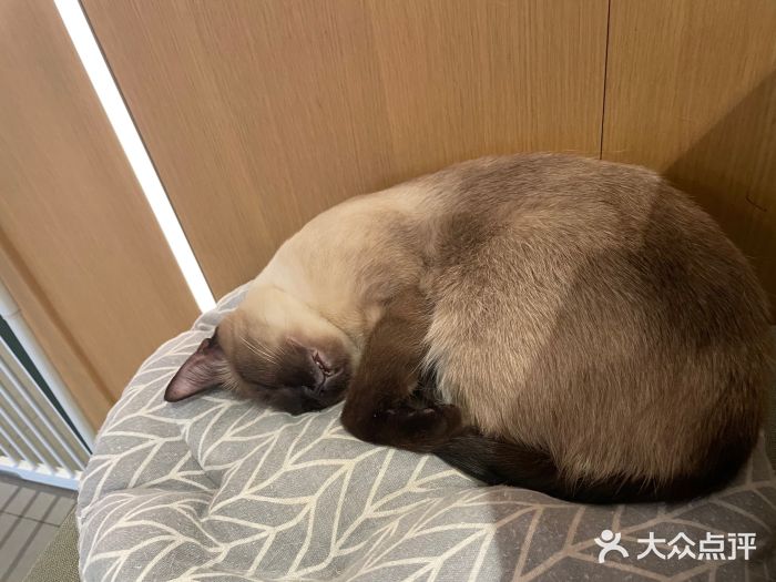 CAT’S MEWSTAR CAFE·喵星球猫屋(晴湾咖啡店)图片