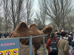 -长白岛森林公园