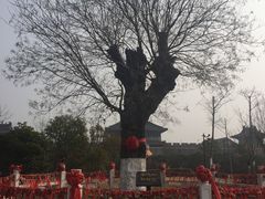 -东台西溪天仙缘景区