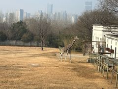 -合肥野生动物园