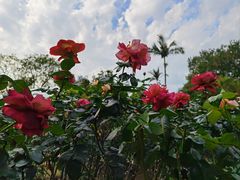 -人民公园(罗湖区)