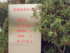 -王借岗森林公园