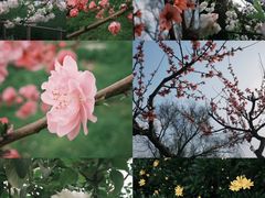 -月湖风景区
