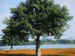 -海珠湖公园