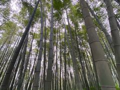 -缙云山景区