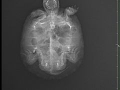 -雨林宠物医院 非犬猫异宠专科