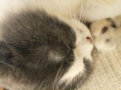-飞行喵MR PILOT|猫舍·猫咖(静安大融城店)