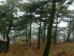 -鲁山国家森林公园