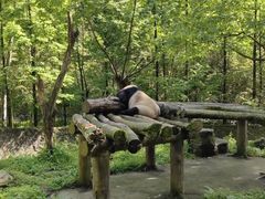 -都江堰中华大熊猫苑