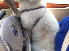 -Pets First伊珊娜洗护·精致美容·家庭式寄养(新会路店)