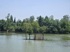 -泗洪洪泽湖湿地景区