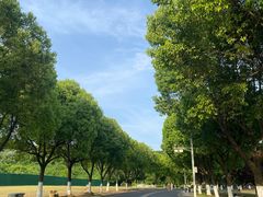 -羊山湖公园