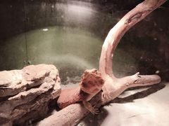 -上海大自然野生昆虫馆(东方明珠·爬宠昆虫探索中心)