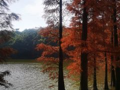-三水森林公园