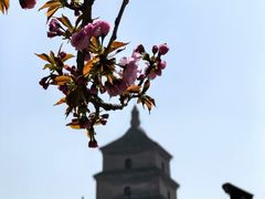 -大慈恩寺(大雁塔)