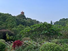 -深圳仙湖植物园