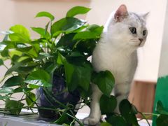 -藏猫猫咖啡主题馆(中央大道店)