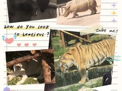 -泉州海丝野生动物世界