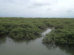 -北海金海湾红树林生态旅游区